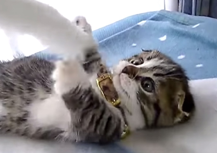 cat111