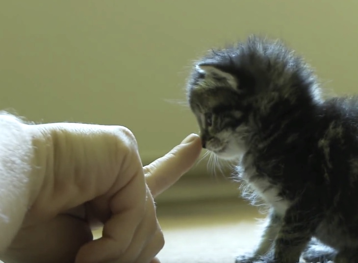 手のひらサイズの子猫。鼻をツンツンすると…
