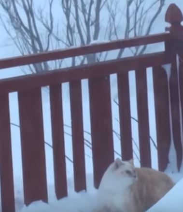 雪の壁と突き壊す猫。