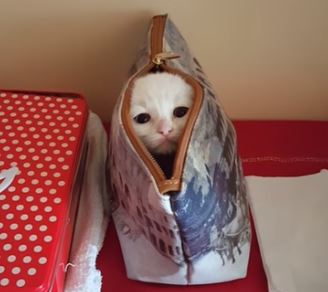 かばんの中に隠れている子猫。