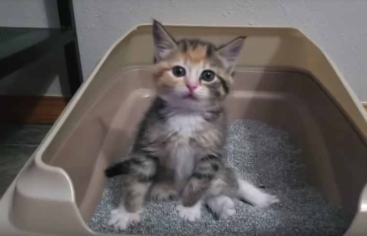 ふんぬー！トイレで踏ん張りすぎて、変なポーズになっちゃう子猫。