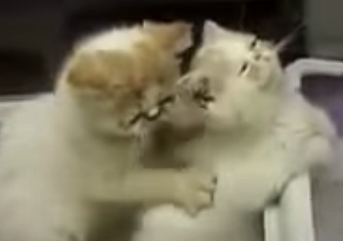 モミモミ…「ふぁ〜気持ちいいニャ」可愛い子猫同士のマッサージ。