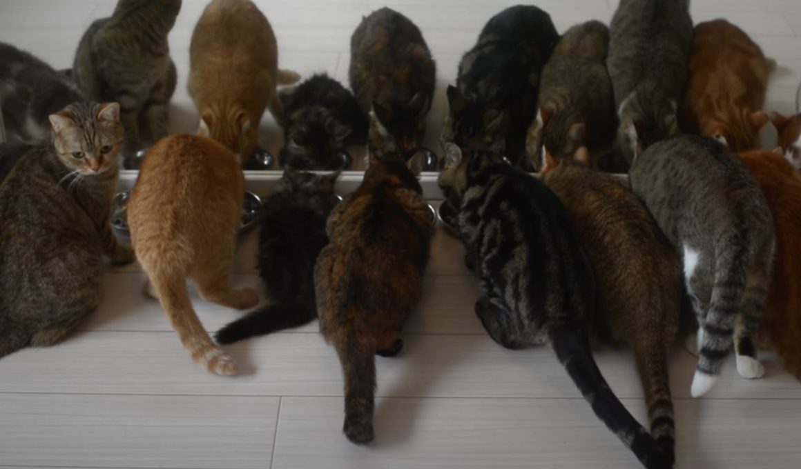 み〜んなで鏡をのぞき込んで… たくさんの猫さんに鏡を見せてみたら。