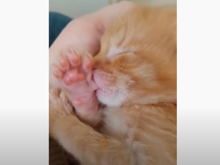 肉球をチュウチュウ… 可愛すぎる子猫の寝顔。