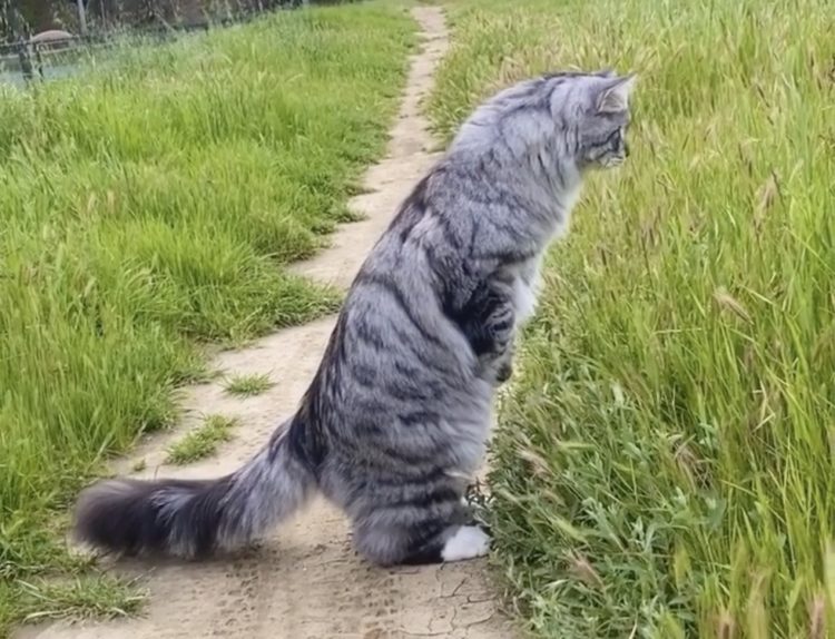猫 にゃんだ 何かいるの 背伸びして草むらを覗く猫さん ねこのこと 猫動画 猫グッズ 猫の飼い方