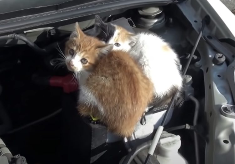 車を 猫バンバン してみたら エンジンルームで子猫たちが ねこのこと 猫動画 猫グッズ 猫の飼い方