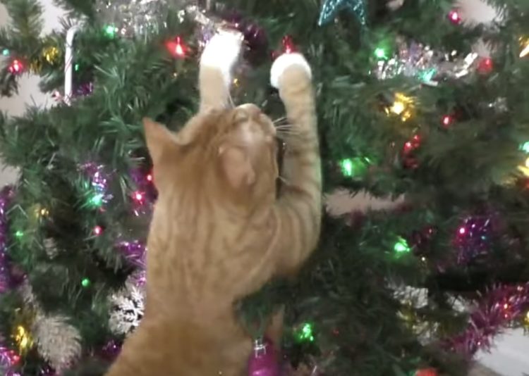 今年もやってきた クリスマスツリー Vs猫の戦い ねこのこと 猫がもっと好きになる動画紹介サイト