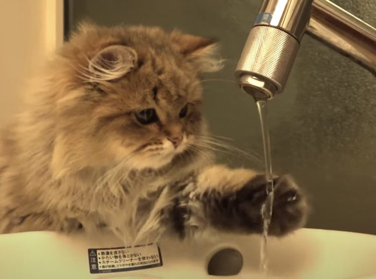 どうしても水をうまく飲めない子猫 手で捕まえようとするけれど ねこのこと 猫動画 猫グッズ 猫の飼い方
