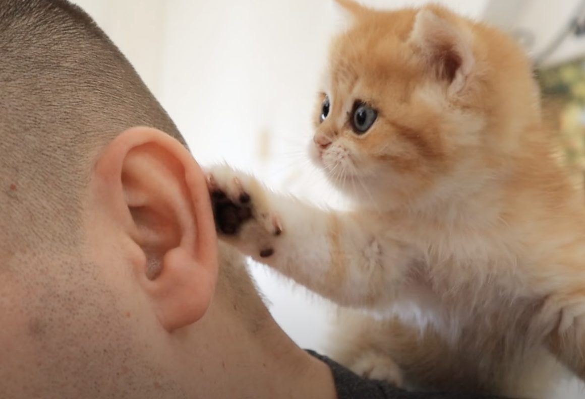 「元気出してニャ」飼い主を励ましてくれる子猫。