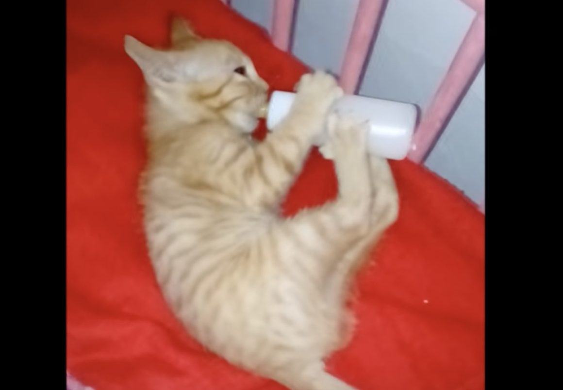 ベビーベッドでミルクをゴクゴク♪ 赤ちゃんになる猫さん。