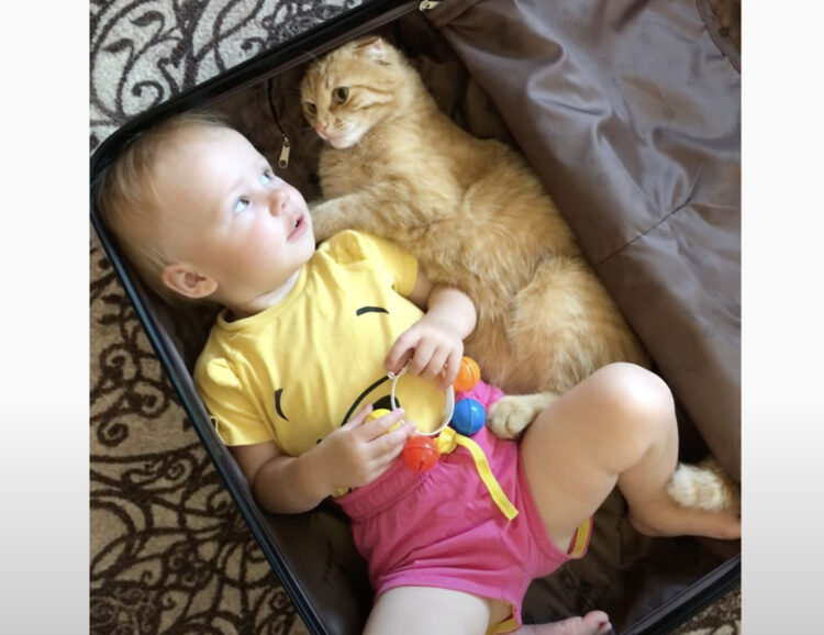 狭いところが好きな猫、赤ちゃんと一緒にスーツケースで寝ることに。 ねこのこと。｜猫動画、猫グッズ、猫の飼い方