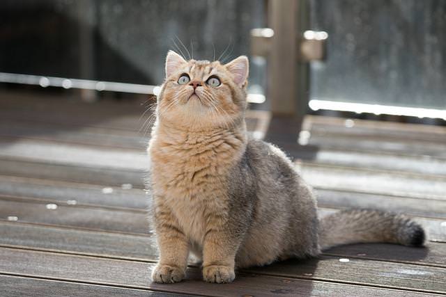 獣医師監修｜ブリティッシュショートヘアの図鑑（性格・飼い方・寿命・特徴・かわいい動画など） | ねこのこと。