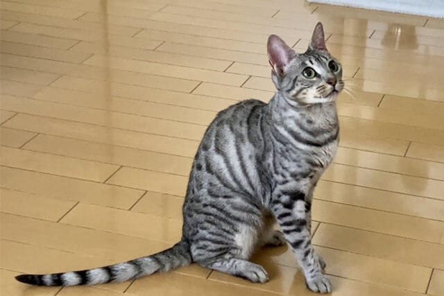 エジプシャンマウ