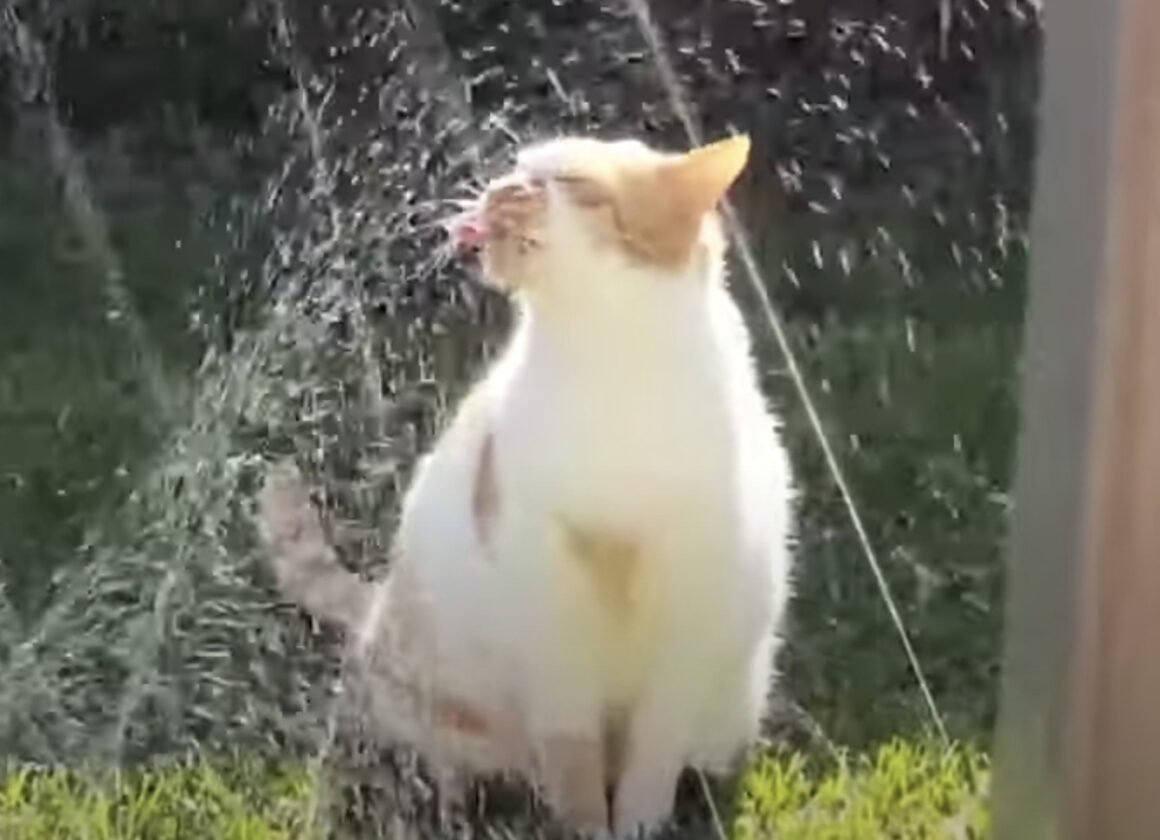 ふぁ〜気持ちいいニャ♪ スプリンクラーで水浴びする猫ちゃん。