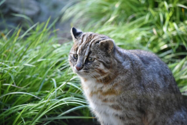 ヤマネコ