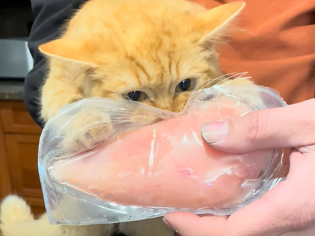 食いしん坊子猫、お肉を狙って… はい、確保！