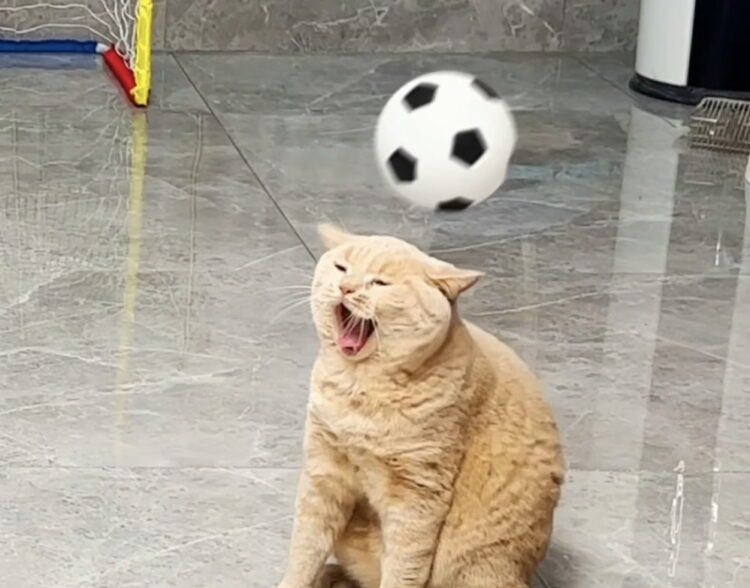 よそ見しちゃいかーん！ 猫ちゃんズのサッカー。