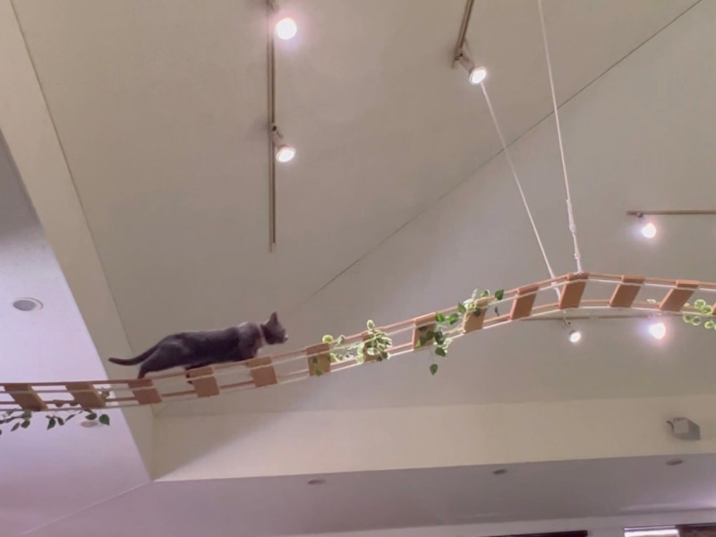 天井近くに通してある縄ばしごを渡っていくネコの写真その2