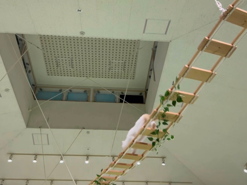 天井近くに通してある縄ばしごを渡っていくネコの写真その1