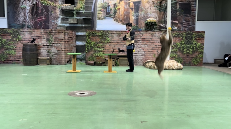 飼育員さんが持つ高い位置にあるボールをジャンプしてタッチするネコの写真
