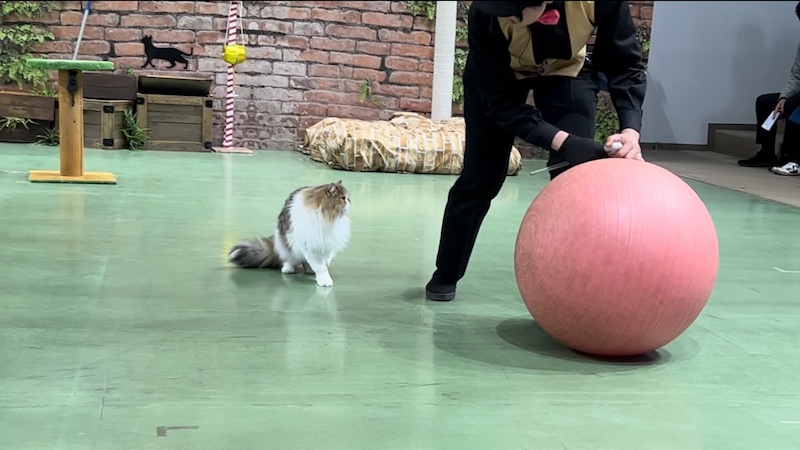 大きなボールに乗ろうかどうか迷っているネコの写真