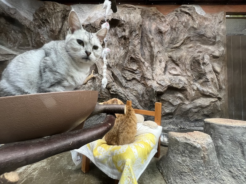 ワンニャンリビングにいる猫のひまわりちゃんと、みやこちゃんの写真