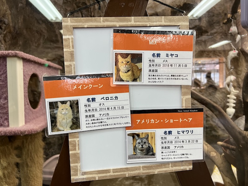 ネコのミヤコちゃん、ヒマワリちゃんのプロフィールカード
