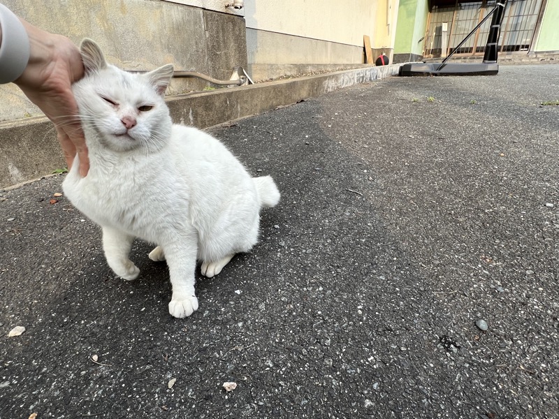 猫庭・てしま旅館前の白猫