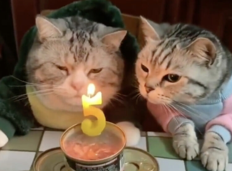 お誕生日おめでとう♪  猫缶ケーキとロウソクに戸惑う2匹。