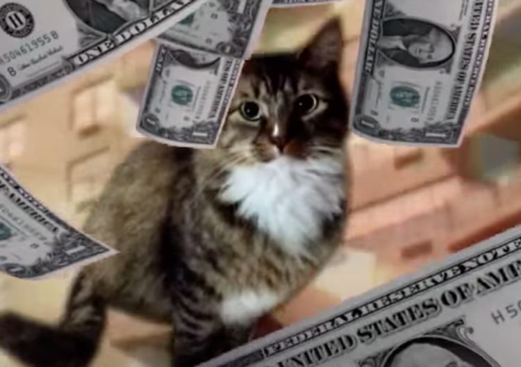 現金を集めることが趣味！ 大金を手にする猫。