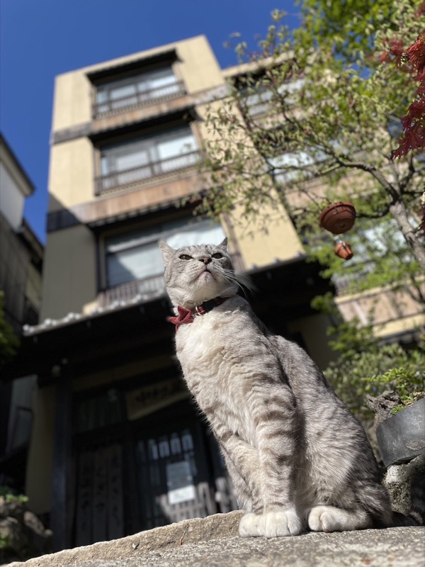 草津温泉中村屋旅館前の猫コタロウ