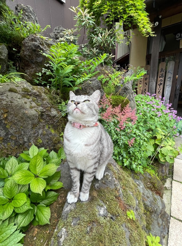 草津温泉中村屋旅館の猫コタロウお庭にいる