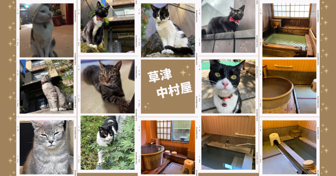 草津温泉中村屋と猫