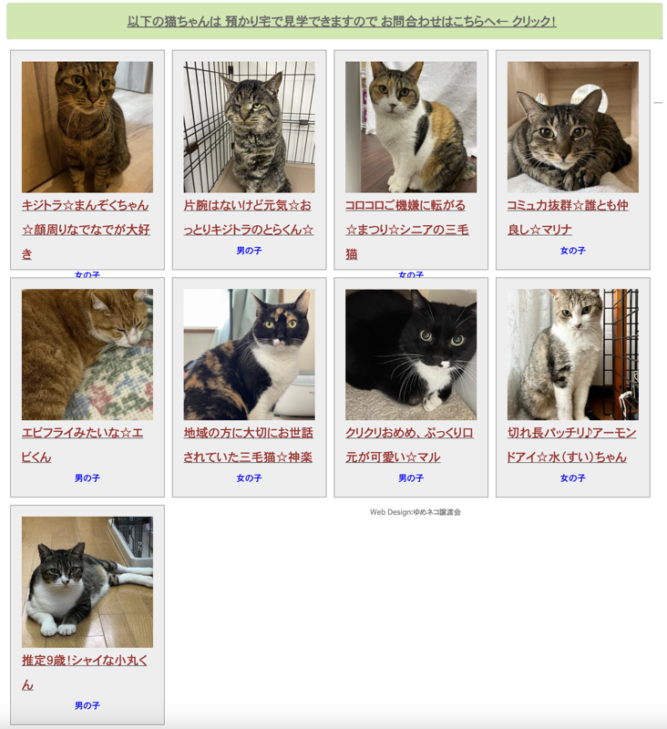 猫譲渡会東京:東京で開催される猫の譲渡会 8 %E3%82%86%E3%82%81%E3%83%8D%E3%82%B3%E8%AD%B2%E6%B8%A1%E4%BC%9A%E5%8F%82%E5%8A%A0%E3%83%8D%E3%82%B39