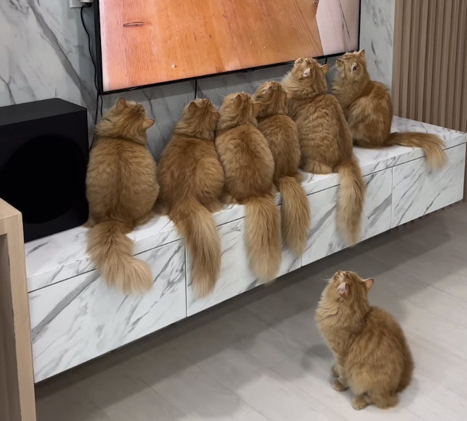 テレビに夢中！ 最前列でお行儀よく並ぶ猫ちゃんたちが可愛すぎる♡