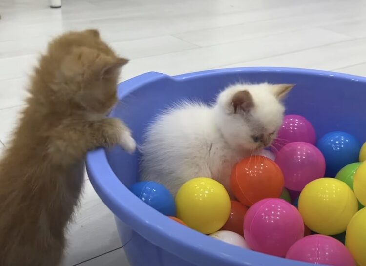 これはワクワクするね♪ 子猫用のボールプールを作ってみた。