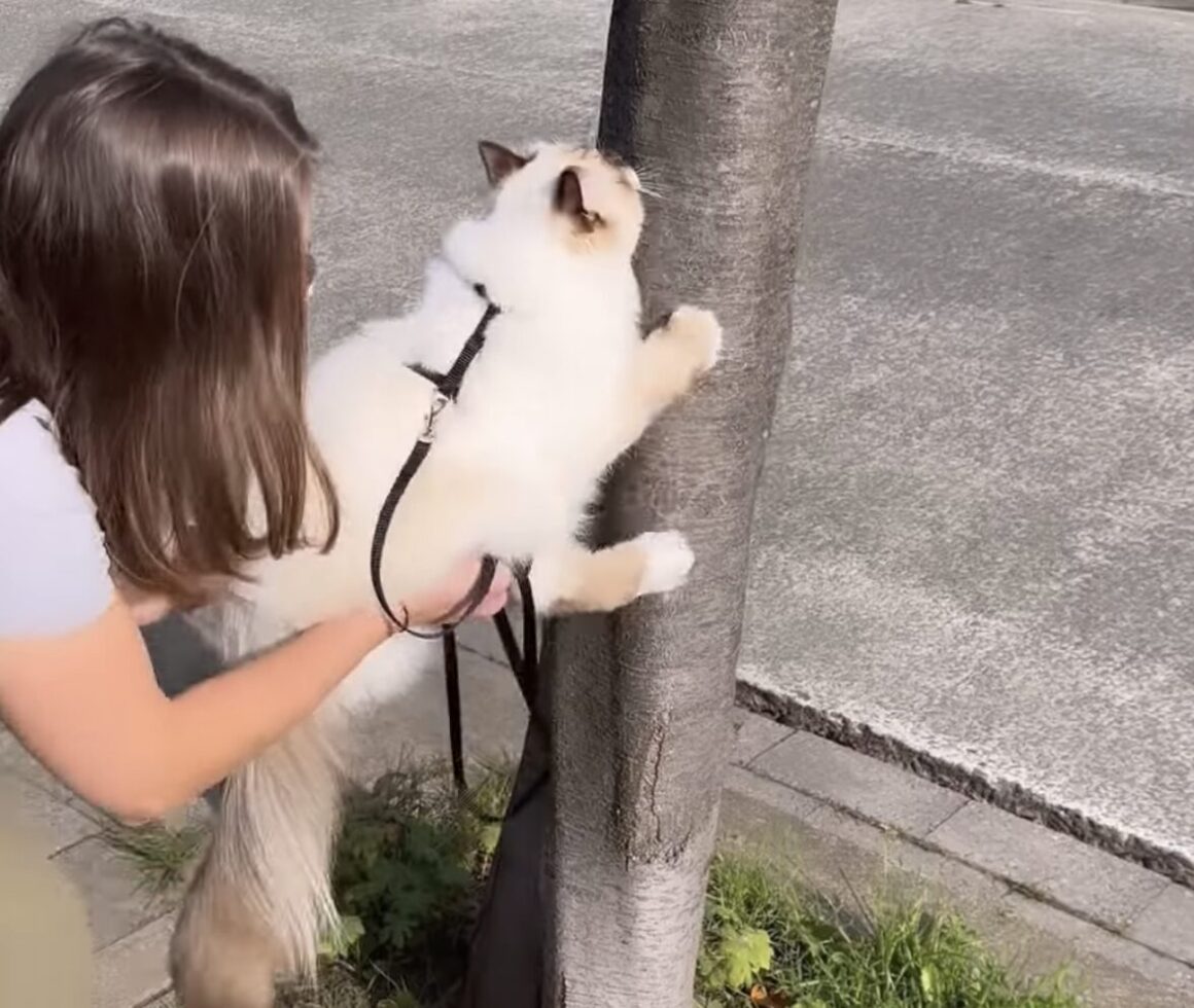 木登りしてみたい猫さん、人の手を借りて頑張る！