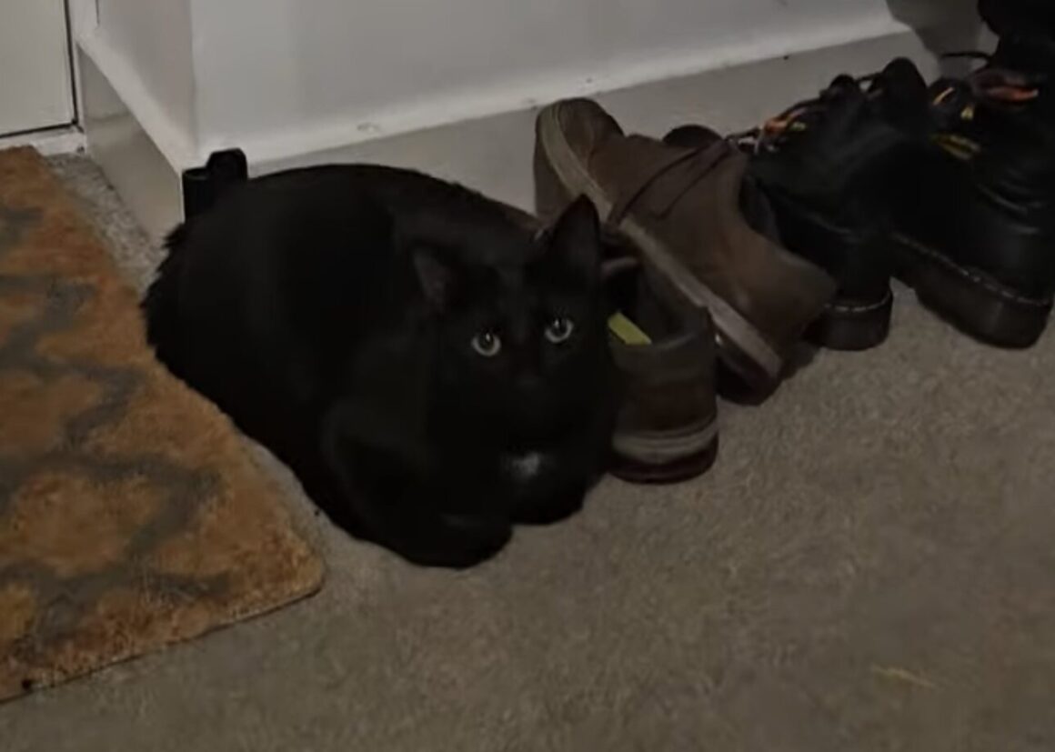 どこに隠れているか分かる？ 靴になりきる猫さん！