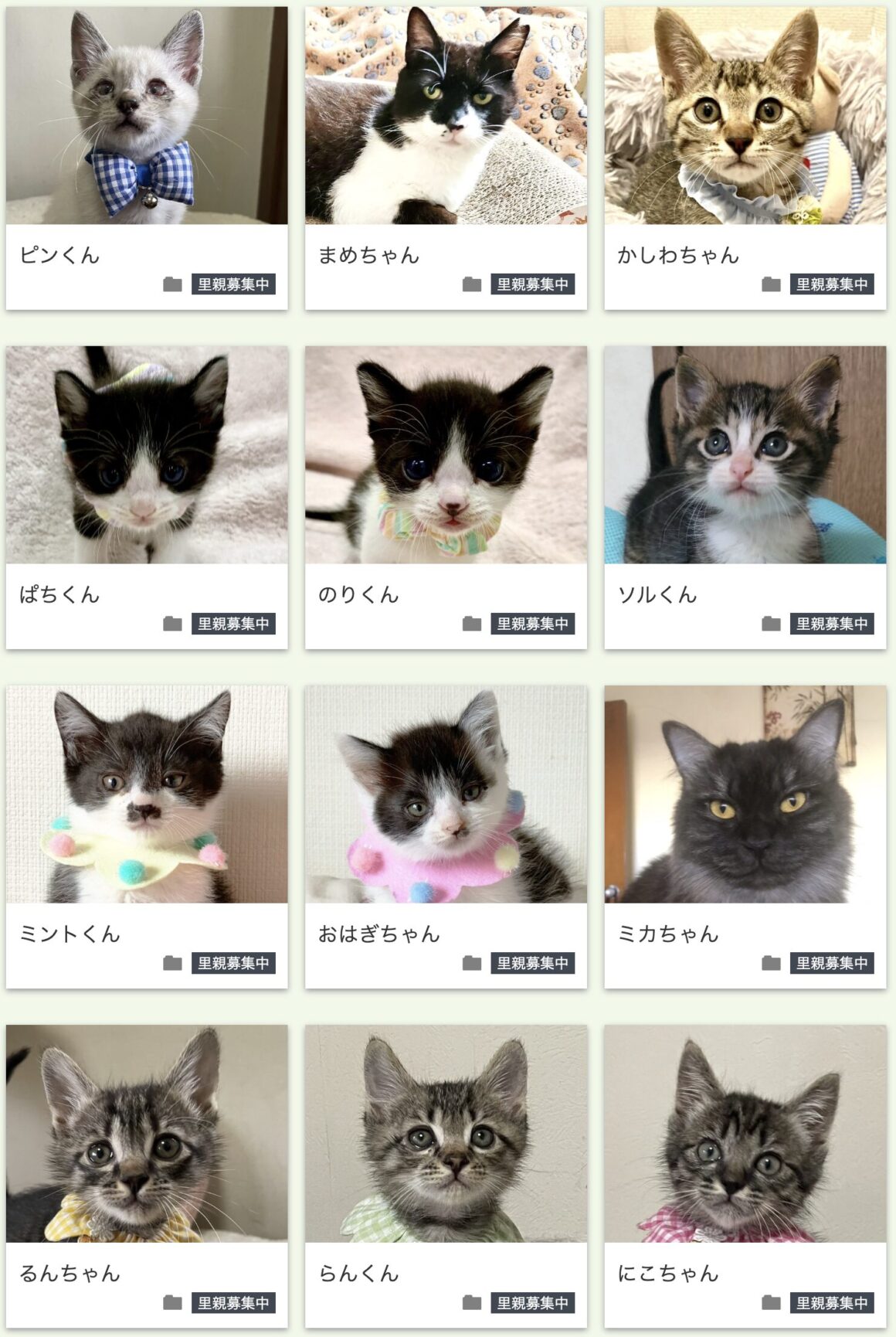 猫の未来とびら譲渡会in東銀座参加予定猫