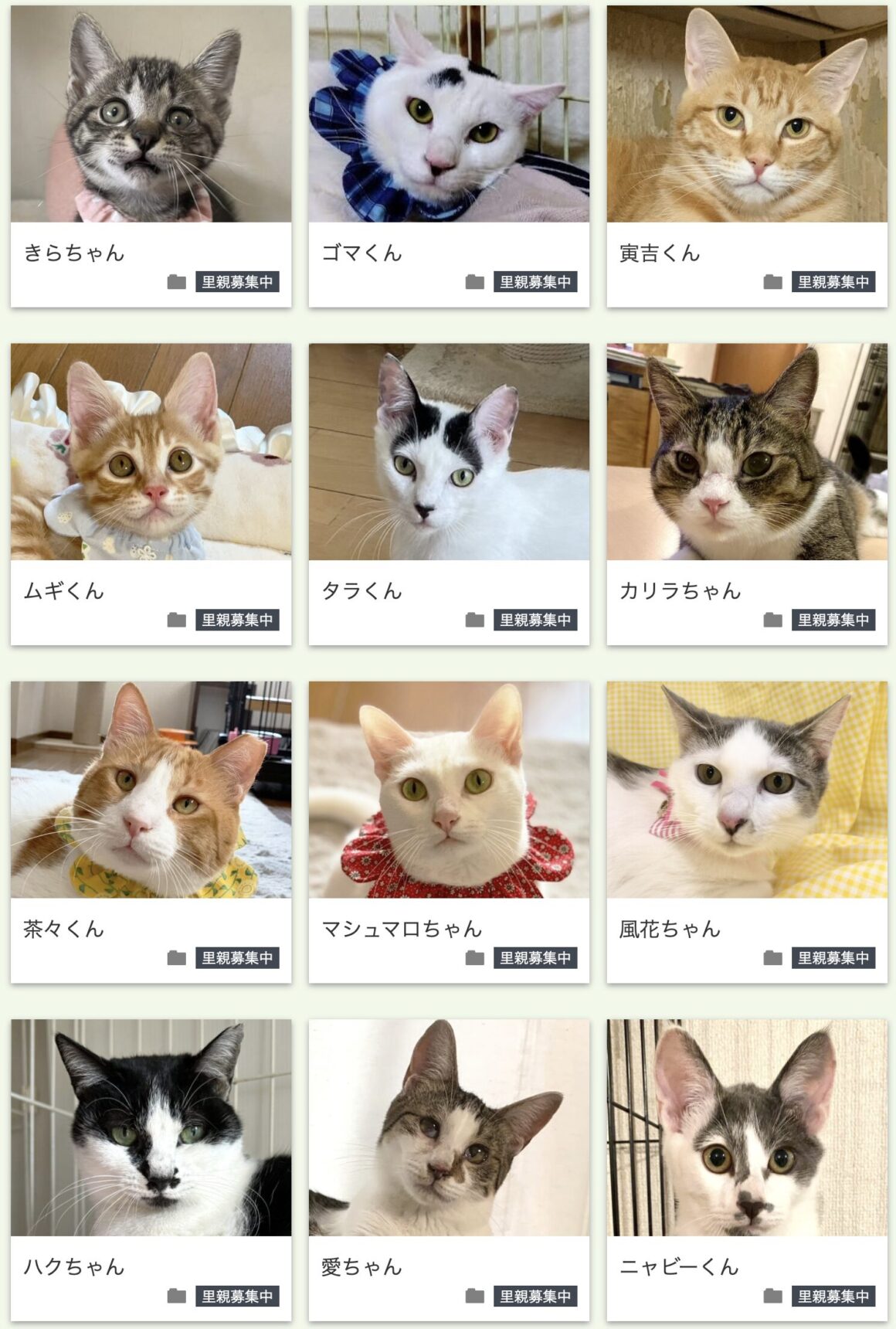 猫の未来とびら譲渡会in東銀座参加予定猫③