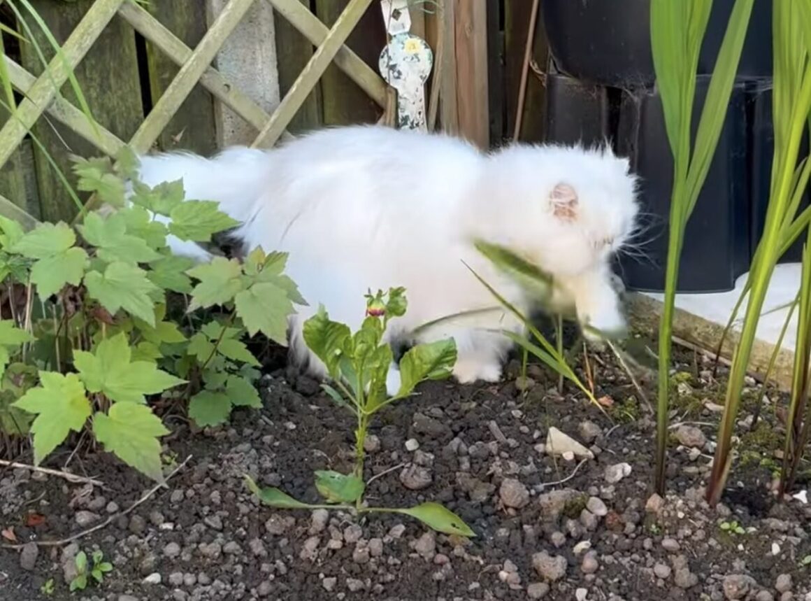 お庭の見回りをする猫さん、凛々しいお顔で警備を頑張る！