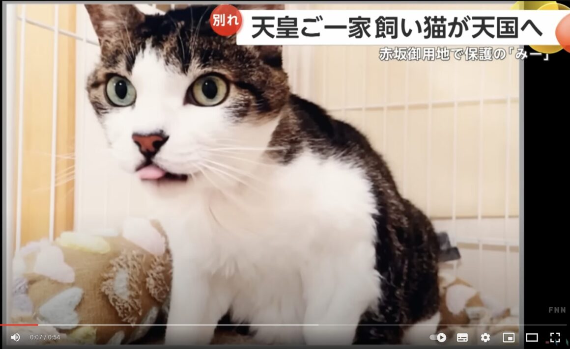 天皇陛下御一家の愛猫・保護猫「みー」が亡くなる・もう1匹の名前は 
