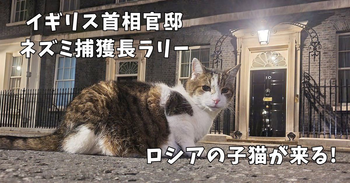 イギリス首相官邸の猫・ネズミ捕獲長ラリー17歳!ロシアからの子猫をお迎えする? | ねこのこと。~猫の動画と豆知識が毎日見つかるサイト~