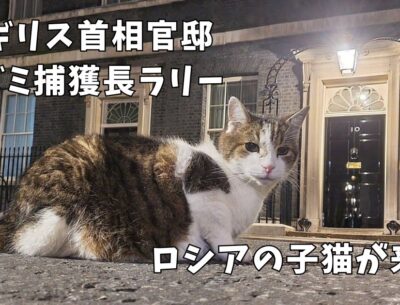 ネズミ捕獲長ラリーのもとにロシアの子猫がくる?