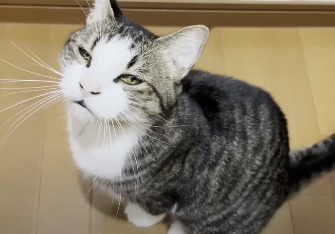 猫「怖い夢みたの」ぐずりながら甘えてくる姿が愛おしい！