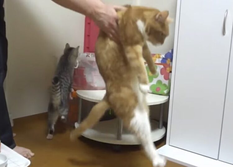 ダメって言われても気になるんだもん！ 諦めが悪い猫さんたち。