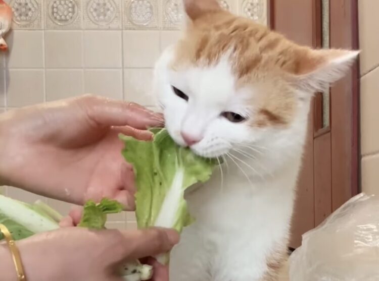 野菜が大好きすぎる猫、盗み食いする気で待機！