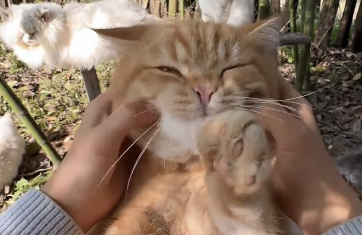 ほっぺモフモフ、お腹もモフモフ♡ 幸せ効果のある猫のゴロゴロ音を聞いてー！