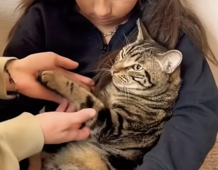 「やだってばー！」猫が飼い主に抵抗する理由が可愛すぎるんだが！