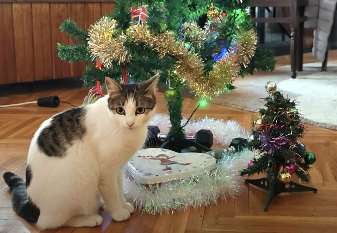 猫がクリスマスツリーにイタズラする！ と思って見張っていたけれど…